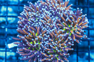 wholesale_coral - saltwater_fish saltwater_coral - rare corals - coralsdepot - Corals_Depot - live_corals - eye - catching - coral quality_marine_fish - quality - marine discoun