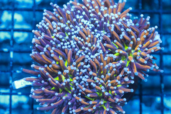 wholesale_coral - saltwater_fish saltwater_coral - rare corals - coralsdepot - Corals_Depot - live_corals - eye - catching - coral quality_marine_fish - quality - marine discoun