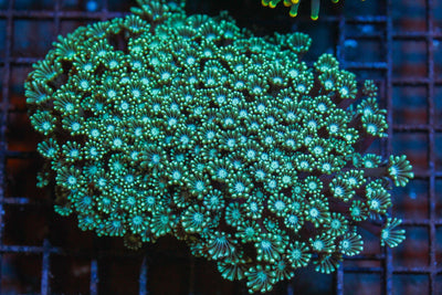 wholesale_coral - saltwater_fish saltwater_coral - rare corals - coralsdepot - Corals_Depot - live_corals - eye - catching - coral quality_marine_fish - quality - marine discoun