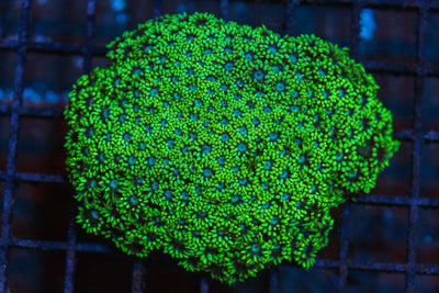 wholesale_coral - saltwater_fish saltwater_coral - rare corals - coralsdepot - Corals_Depot - live_corals - eye - catching - coral quality_marine_fish - quality - marine discoun