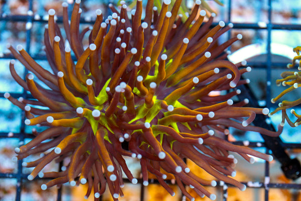 wholesale_coral - saltwater_fish saltwater_coral - rare corals - coralsdepot - Corals_Depot - live_corals - eye - catching - coral quality_marine_fish - quality - marine discoun