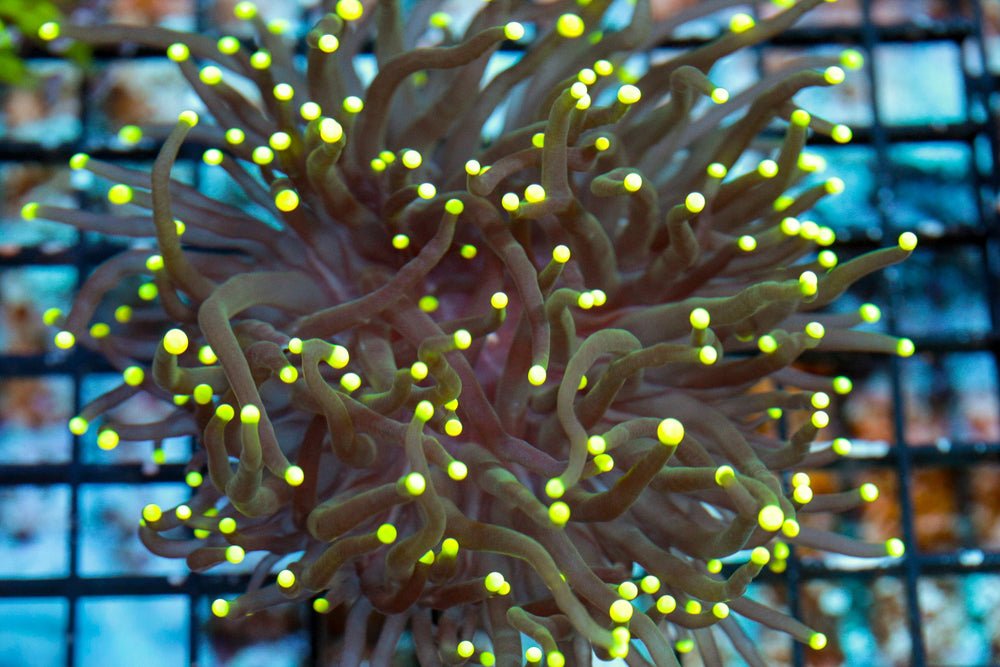 wholesale_coral - saltwater_fish saltwater_coral - rare corals - coralsdepot - Corals_Depot - live_corals - eye - catching - coral quality_marine_fish - quality - marine discoun