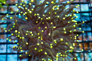 wholesale_coral - saltwater_fish saltwater_coral - rare corals - coralsdepot - Corals_Depot - live_corals - eye - catching - coral quality_marine_fish - quality - marine discoun