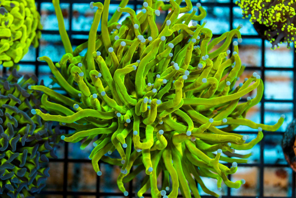 wholesale_coral - saltwater_fish saltwater_coral - rare corals - coralsdepot - Corals_Depot - live_corals - eye - catching - coral quality_marine_fish - quality - marine discoun