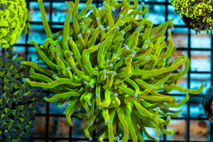 wholesale_coral - saltwater_fish saltwater_coral - rare corals - coralsdepot - Corals_Depot - live_corals - eye - catching - coral quality_marine_fish - quality - marine discoun