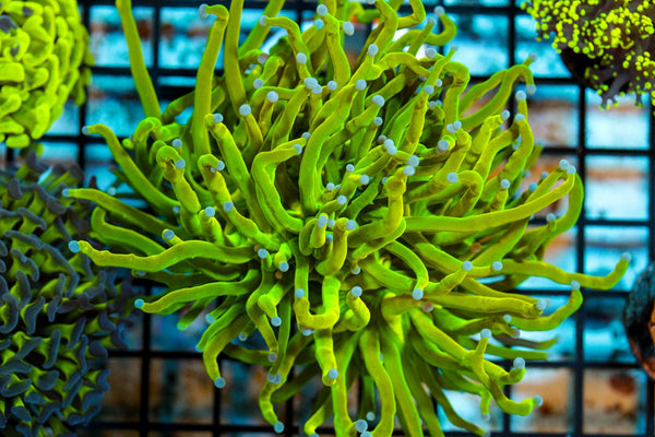 wholesale_coral - saltwater_fish saltwater_coral - rare corals - coralsdepot - Corals_Depot - live_corals - eye - catching - coral quality_marine_fish - quality - marine discoun