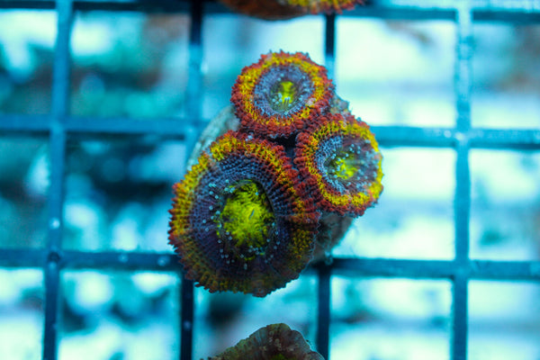 wholesale_coral - saltwater_fish saltwater_coral - rare corals - coralsdepot - Corals_Depot - live_corals - eye - catching - coral quality_marine_fish - quality - marine discoun