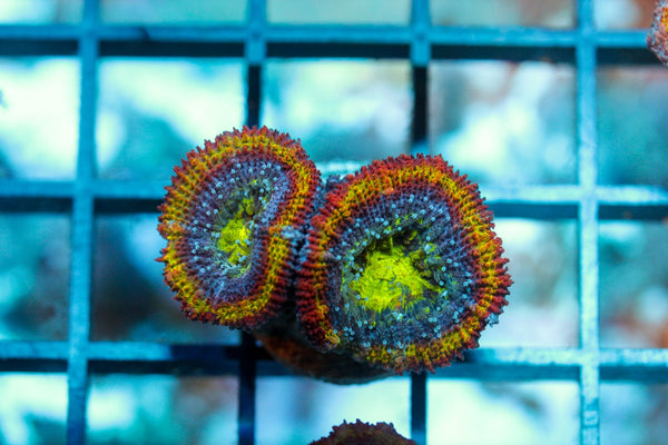 wholesale_coral - saltwater_fish saltwater_coral - rare corals - coralsdepot - Corals_Depot - live_corals - eye - catching - coral quality_marine_fish - quality - marine discoun