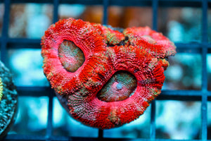 wholesale_coral - saltwater_fish saltwater_coral - rare corals - coralsdepot - Corals_Depot - live_corals - eye - catching - coral quality_marine_fish - quality - marine discoun