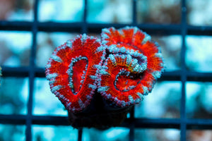 wholesale_coral - saltwater_fish saltwater_coral - rare corals - coralsdepot - Corals_Depot - live_corals - eye - catching - coral quality_marine_fish - quality - marine discoun