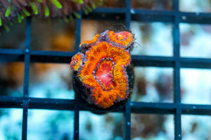 wholesale_coral - saltwater_fish saltwater_coral - rare corals - coralsdepot - Corals_Depot - live_corals - eye - catching - coral quality_marine_fish - quality - marine discoun