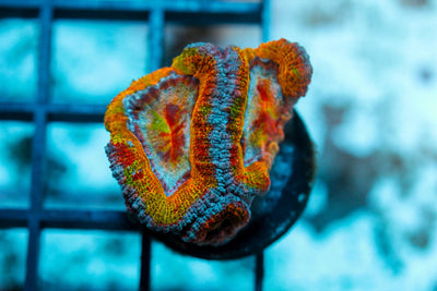 wholesale_coral - saltwater_fish saltwater_coral - rare corals - coralsdepot - Corals_Depot - live_corals - eye - catching - coral quality_marine_fish - quality - marine discoun