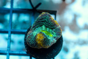 wholesale_coral - saltwater_fish saltwater_coral - rare corals - coralsdepot - Corals_Depot - live_corals - eye - catching - coral quality_marine_fish - quality - marine discoun