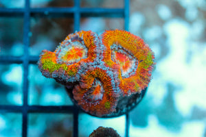 wholesale_coral - saltwater_fish saltwater_coral - rare corals - coralsdepot - Corals_Depot - live_corals - eye - catching - coral quality_marine_fish - quality - marine discoun