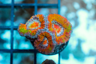 wholesale_coral - saltwater_fish saltwater_coral - rare corals - coralsdepot - Corals_Depot - live_corals - eye - catching - coral quality_marine_fish - quality - marine discoun