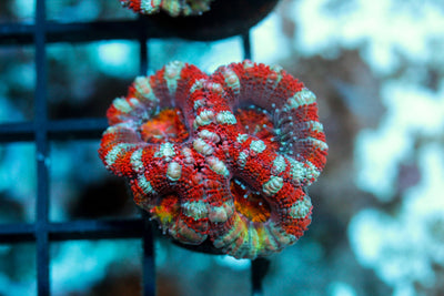 wholesale_coral - saltwater_fish saltwater_coral - rare corals - coralsdepot - Corals_Depot - live_corals - eye - catching - coral quality_marine_fish - quality - marine discoun