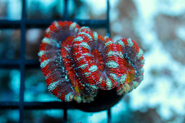 wholesale_coral - saltwater_fish saltwater_coral - rare corals - coralsdepot - Corals_Depot - live_corals - eye - catching - coral quality_marine_fish - quality - marine discoun