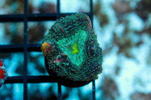 wholesale_coral - saltwater_fish saltwater_coral - rare corals - coralsdepot - Corals_Depot - live_corals - eye - catching - coral quality_marine_fish - quality - marine discoun