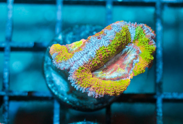 wholesale_coral - saltwater_fish saltwater_coral - rare corals - coralsdepot - Corals_Depot - live_corals - eye - catching - coral quality_marine_fish - quality - marine discoun