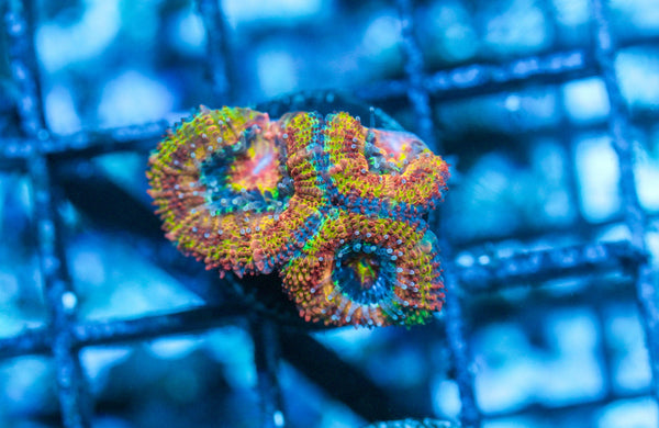 wholesale_coral - saltwater_fish saltwater_coral - rare corals - coralsdepot - Corals_Depot - live_corals - eye - catching - coral quality_marine_fish - quality - marine discoun