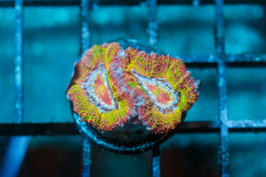 wholesale_coral - saltwater_fish saltwater_coral - rare corals - coralsdepot - Corals_Depot - live_corals - eye - catching - coral quality_marine_fish - quality - marine discoun
