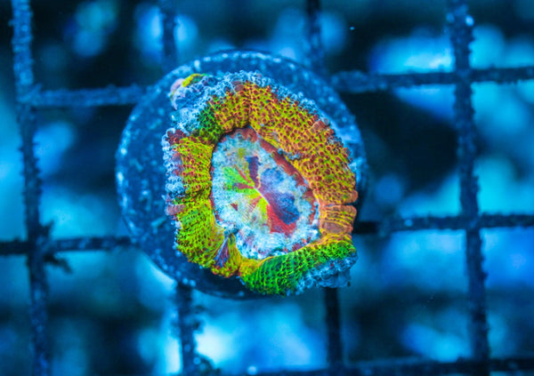 wholesale_coral - saltwater_fish saltwater_coral - rare corals - coralsdepot - Corals_Depot - live_corals - eye - catching - coral quality_marine_fish - quality - marine discoun