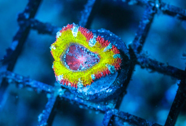 wholesale_coral - saltwater_fish saltwater_coral - rare corals - coralsdepot - Corals_Depot - live_corals - eye - catching - coral quality_marine_fish - quality - marine discoun