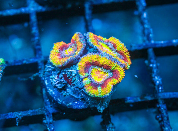 wholesale_coral - saltwater_fish saltwater_coral - rare corals - coralsdepot - Corals_Depot - live_corals - eye - catching - coral quality_marine_fish - quality - marine discoun