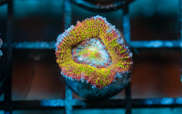 wholesale_coral - saltwater_fish saltwater_coral - rare corals - coralsdepot - Corals_Depot - live_corals - eye - catching - coral quality_marine_fish - quality - marine discoun
