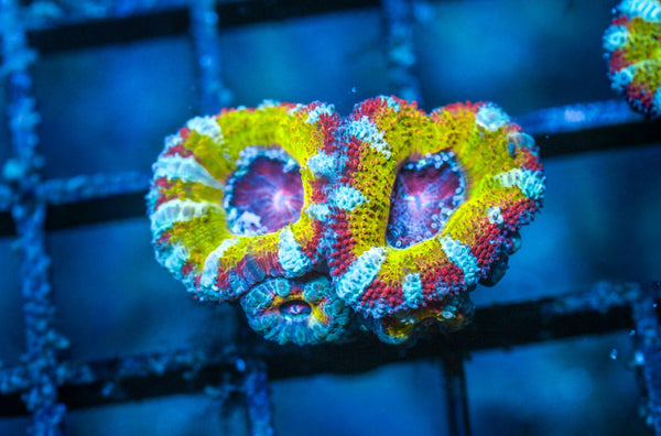 wholesale_coral - saltwater_fish saltwater_coral - rare corals - coralsdepot - Corals_Depot - live_corals - eye - catching - coral quality_marine_fish - quality - marine discoun