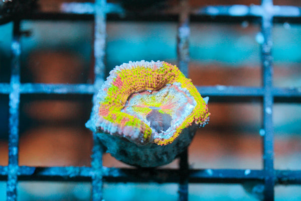 wholesale_coral - saltwater_fish saltwater_coral - rare corals - coralsdepot - Corals_Depot - live_corals - eye - catching - coral quality_marine_fish - quality - marine discoun