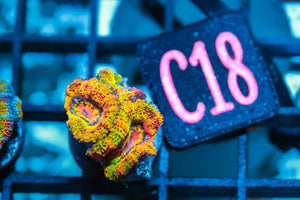 wholesale_coral - saltwater_fish saltwater_coral - rare corals - coralsdepot - Corals_Depot - live_corals - eye - catching - coral quality_marine_fish - quality - marine discoun