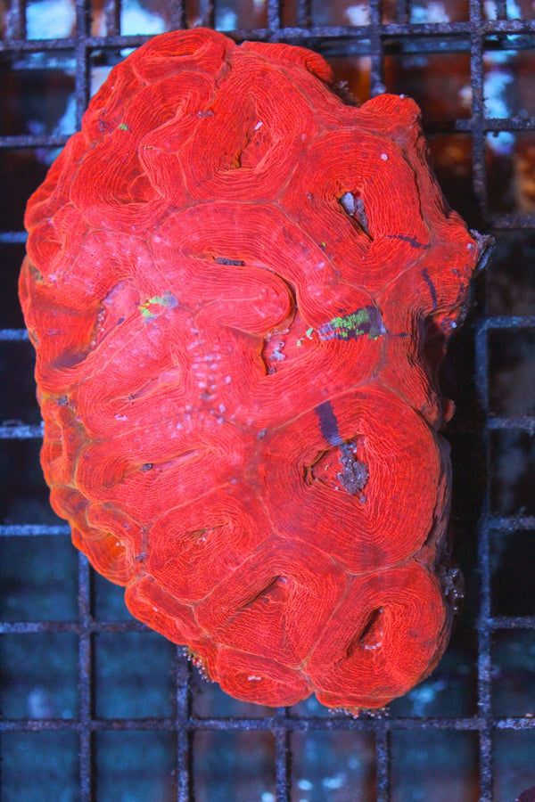 wholesale_coral - saltwater_fish saltwater_coral - rare corals - coralsdepot - Corals_Depot - live_corals - eye - catching - coral quality_marine_fish - quality - marine discoun