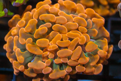 wholesale_coral - saltwater_fish saltwater_coral - rare corals - coralsdepot - Corals_Depot - live_corals - eye - catching - coral quality_marine_fish - quality - marine discoun