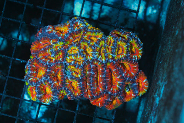 wholesale_coral - saltwater_fish saltwater_coral - rare corals - coralsdepot - Corals_Depot - live_corals - eye - catching - coral quality_marine_fish - quality - marine discoun