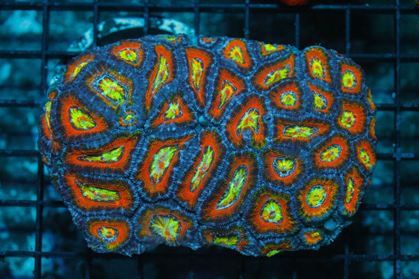 wholesale_coral - saltwater_fish saltwater_coral - rare corals - coralsdepot - Corals_Depot - live_corals - eye - catching - coral quality_marine_fish - quality - marine discoun