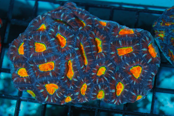 wholesale_coral - saltwater_fish saltwater_coral - rare corals - coralsdepot - Corals_Depot - live_corals - eye - catching - coral quality_marine_fish - quality - marine discoun