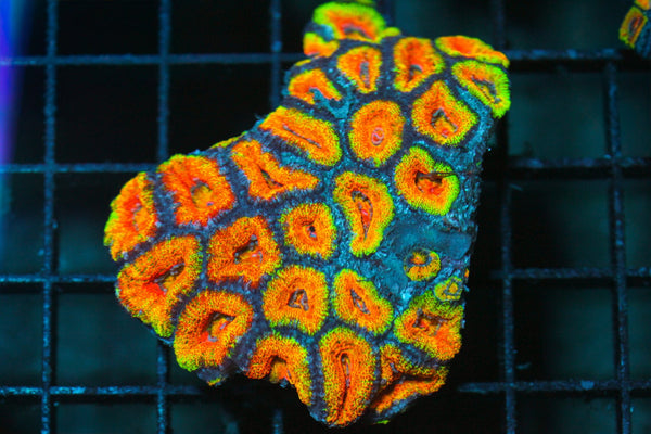 wholesale_coral - saltwater_fish saltwater_coral - rare corals - coralsdepot - Corals_Depot - live_corals - eye - catching - coral quality_marine_fish - quality - marine discoun