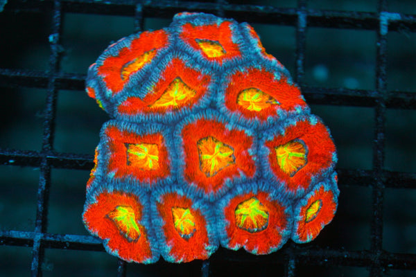 wholesale_coral - saltwater_fish saltwater_coral - rare corals - coralsdepot - Corals_Depot - live_corals - eye - catching - coral quality_marine_fish - quality - marine discoun