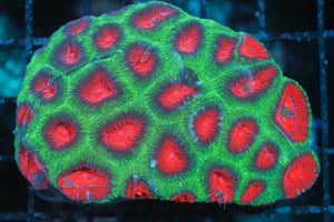 wholesale_coral - saltwater_fish saltwater_coral - rare corals - coralsdepot - Corals_Depot - live_corals - eye - catching - coral quality_marine_fish - quality - marine discoun