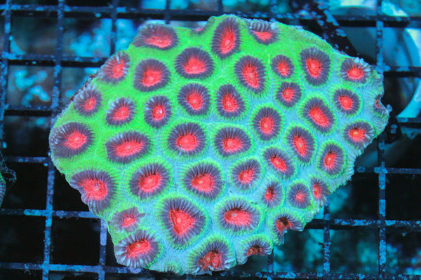 wholesale_coral - saltwater_fish saltwater_coral - rare corals - coralsdepot - Corals_Depot - live_corals - eye - catching - coral quality_marine_fish - quality - marine discoun