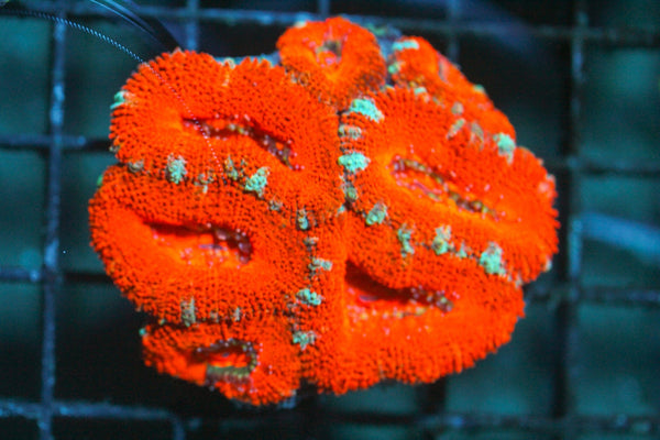 wholesale_coral - saltwater_fish saltwater_coral - rare corals - coralsdepot - Corals_Depot - live_corals - eye - catching - coral quality_marine_fish - quality - marine discoun