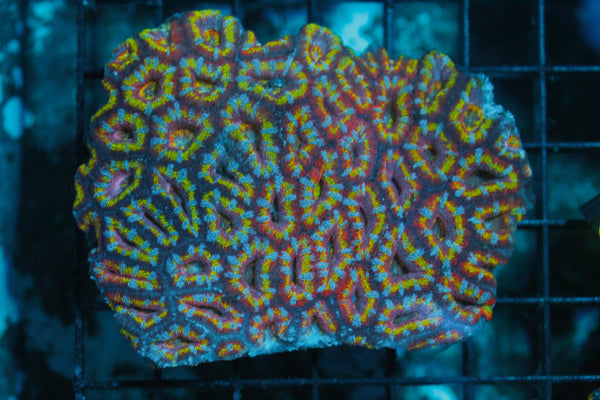 wholesale_coral - saltwater_fish saltwater_coral - rare corals - coralsdepot - Corals_Depot - live_corals - eye - catching - coral quality_marine_fish - quality - marine discoun