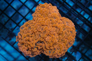 wholesale_coral - saltwater_fish saltwater_coral - rare corals - coralsdepot - Corals_Depot - live_corals - eye - catching - coral quality_marine_fish - quality - marine discoun