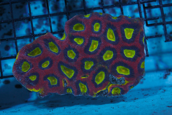wholesale_coral - saltwater_fish saltwater_coral - rare corals - coralsdepot - Corals_Depot - live_corals - eye - catching - coral quality_marine_fish - quality - marine discoun