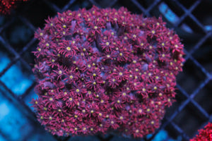 wholesale_coral - saltwater_fish saltwater_coral - rare corals - coralsdepot - Corals_Depot - live_corals - eye - catching - coral quality_marine_fish - quality - marine discoun