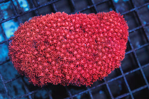 wholesale_coral - saltwater_fish saltwater_coral - rare corals - coralsdepot - Corals_Depot - live_corals - eye - catching - coral quality_marine_fish - quality - marine discoun