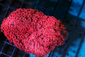 wholesale_coral - saltwater_fish saltwater_coral - rare corals - coralsdepot - Corals_Depot - live_corals - eye - catching - coral quality_marine_fish - quality - marine discoun