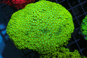 wholesale_coral - saltwater_fish saltwater_coral - rare corals - coralsdepot - Corals_Depot - live_corals - eye - catching - coral quality_marine_fish - quality - marine discoun