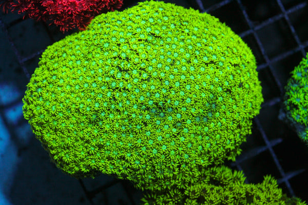 wholesale_coral - saltwater_fish saltwater_coral - rare corals - coralsdepot - Corals_Depot - live_corals - eye - catching - coral quality_marine_fish - quality - marine discoun